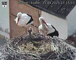 Capi_Dubne_20250415_171503.jpg