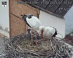 Capi_Dubne_20250415_173002.jpg