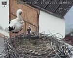 Capi_Dubne_20250415_180003.jpg