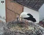Capi_Dubne_20250415_180503.jpg