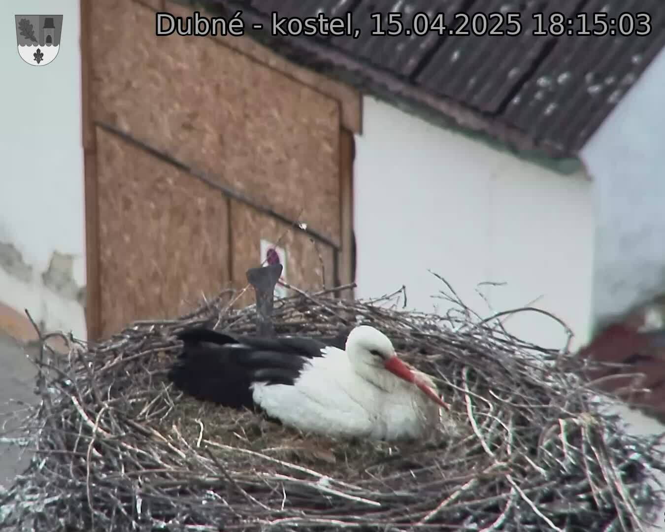 Capi_Dubne_20250415_181503.jpg (1350 x 1080)