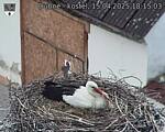 Capi_Dubne_20250415_181503.jpg