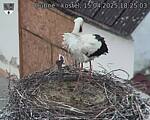 Capi_Dubne_20250415_182503.jpg