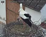 Capi_Dubne_20250415_183503.jpg