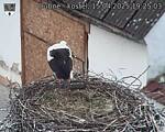 Capi_Dubne_20250415_192503.jpg