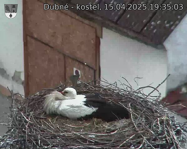 Capi_Dubne_20250415_193503.jpg (1350 x 1080)