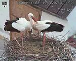 Capi_Dubne_20250415_194503.jpg