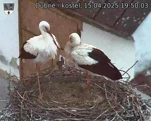 Capi_Dubne_20250415_195003.jpg (1350 x 1080)