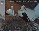 Capi_Dubne_20250415_200003.jpg