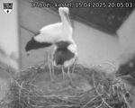 Capi_Dubne_20250415_200503.jpg
