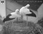 Capi_Dubne_20250415_201002.jpg