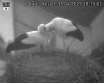 Capi_Dubne_20250415_201502.jpg