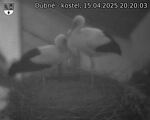 Capi_Dubne_20250415_202003.jpg