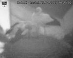 Capi_Dubne_20250415_202502.jpg