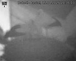 Capi_Dubne_20250415_203503.jpg