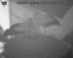 Capi_Dubne_20250415_204002.jpg