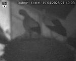 Capi_Dubne_20250415_214003.jpg