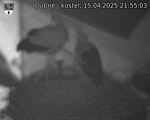 Capi_Dubne_20250415_215503.jpg