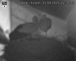 Capi_Dubne_20250415_223503.jpg