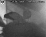Capi_Dubne_20250415_224502.jpg