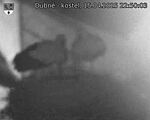 Capi_Dubne_20250415_225003.jpg
