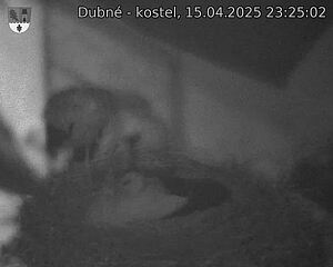 Capi_Dubne_20250415_232502.jpg (1350 x 1080)