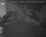 Capi_Dubne_20250416_001502.jpg