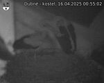 Capi_Dubne_20250416_005502.jpg