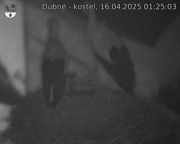 Capi_Dubne_20250416_012503.jpg (1350 x 1080)