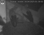 Capi_Dubne_20250416_013002.jpg