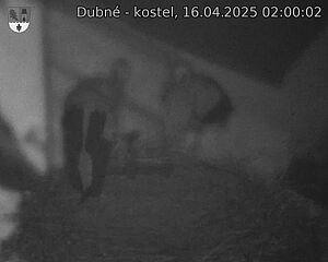 Capi_Dubne_20250416_020002.jpg (1350 x 1080)