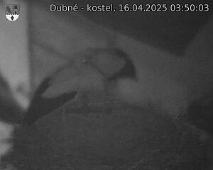 Capi_Dubne_20250416_035003.jpg (1350 x 1080)