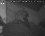 Capi_Dubne_20250416_042503.jpg