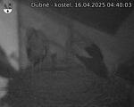 Capi_Dubne_20250416_044003.jpg
