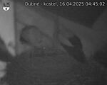 Capi_Dubne_20250416_044502.jpg