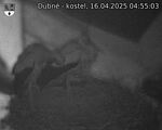 Capi_Dubne_20250416_045503.jpg