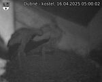 Capi_Dubne_20250416_050002.jpg