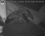 Capi_Dubne_20250416_050502.jpg