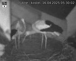 Capi_Dubne_20250416_053002.jpg