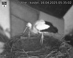 Capi_Dubne_20250416_053502.jpg