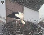 Capi_Dubne_20250416_055502.jpg