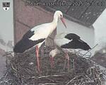 Capi_Dubne_20250416_060003.jpg