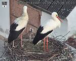 Capi_Dubne_20250416_060503.jpg