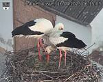 Capi_Dubne_20250416_061503.jpg