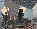Capi_Dubne_20250416_062502.jpg