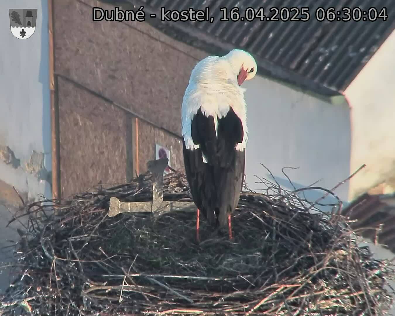 Capi_Dubne_20250416_063004.jpg (1350 x 1080)