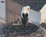 Capi_Dubne_20250416_063004.jpg