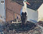 Capi_Dubne_20250416_063504.jpg