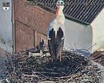 Capi_Dubne_20250416_064503.jpg
