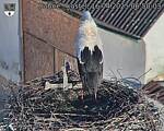 Capi_Dubne_20250416_065003.jpg
